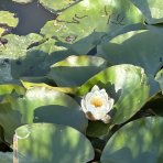 Lekno (Nymphaea) ´ALBATROS´ - ⌀ 5-10 cm, kont. P11